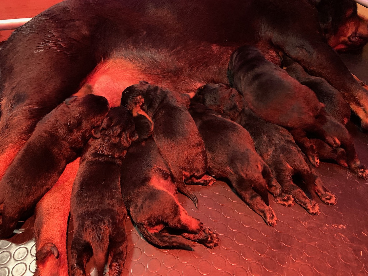 cuccioli di Rottweiler