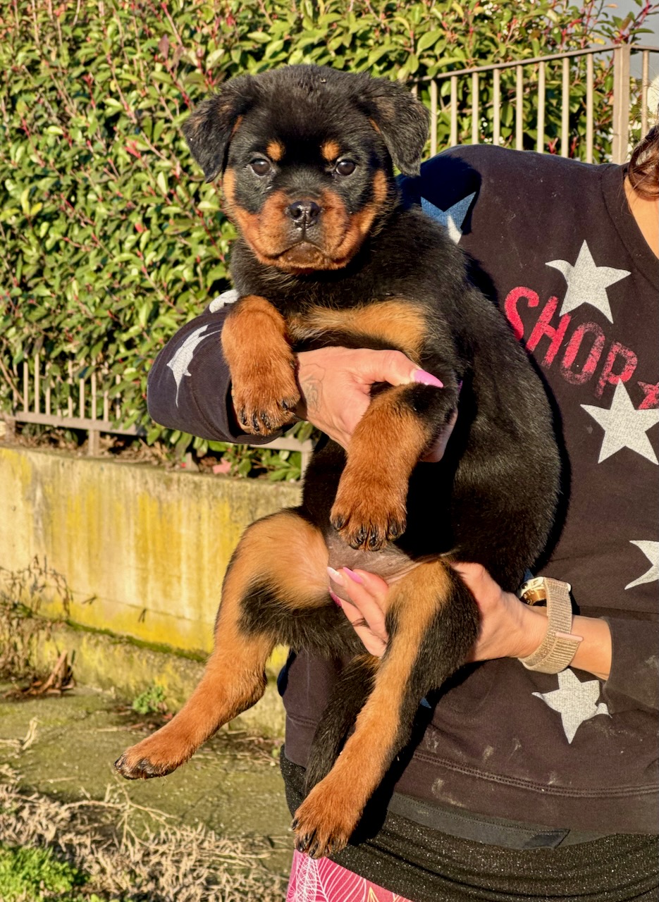 Accoppiamenti di Rottweiler