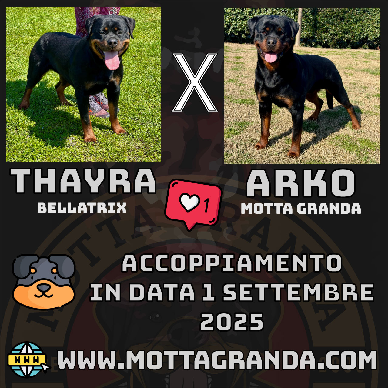 Cucciolata Motta Granda