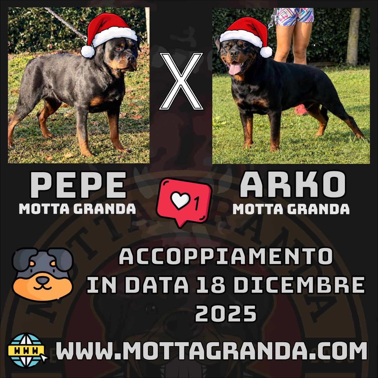 Cucciolata Motta Granda