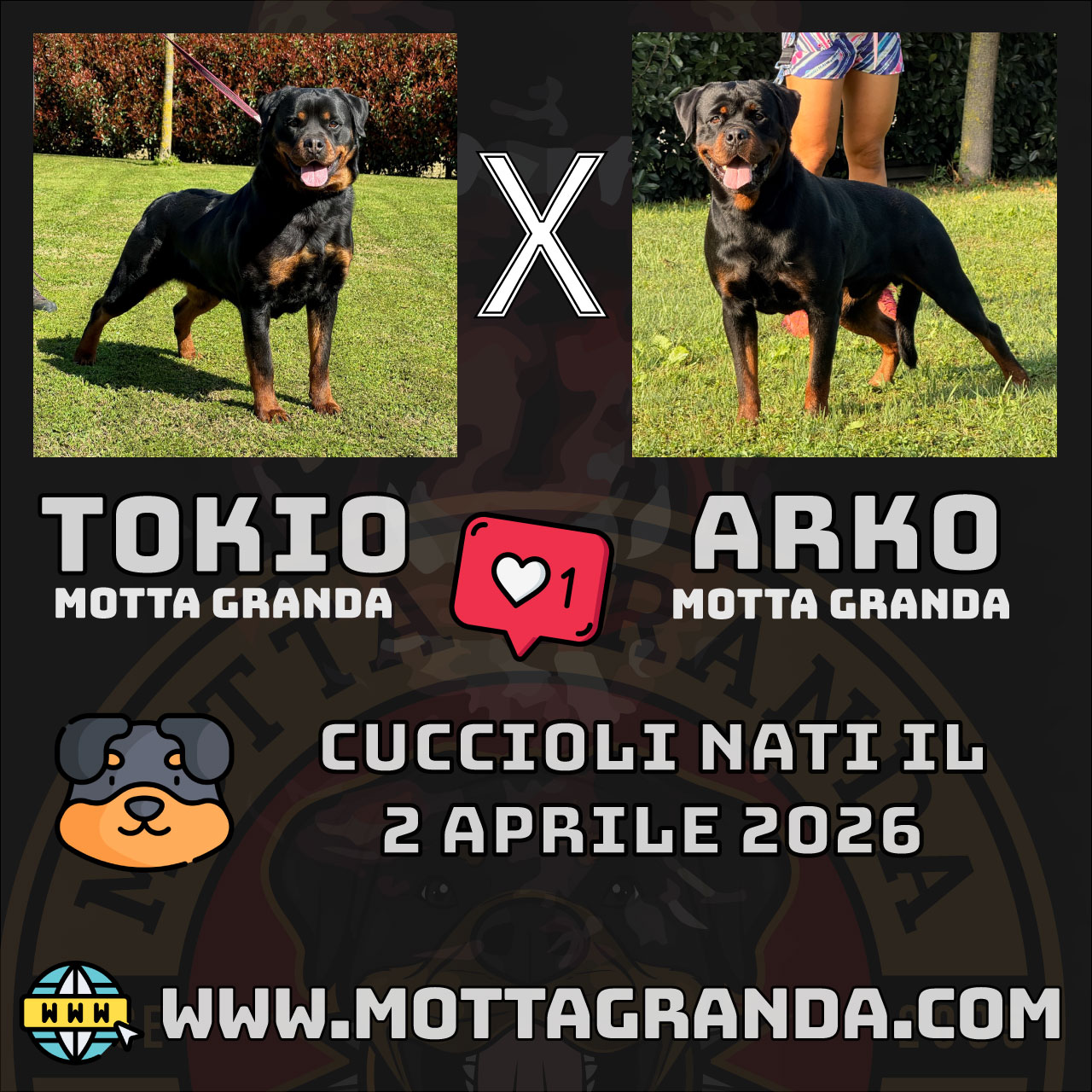 Cucciolata Motta Granda