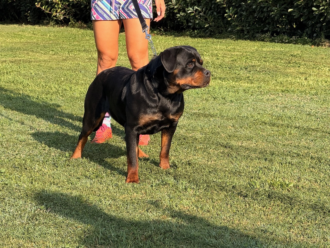 femmina di Rottweiler