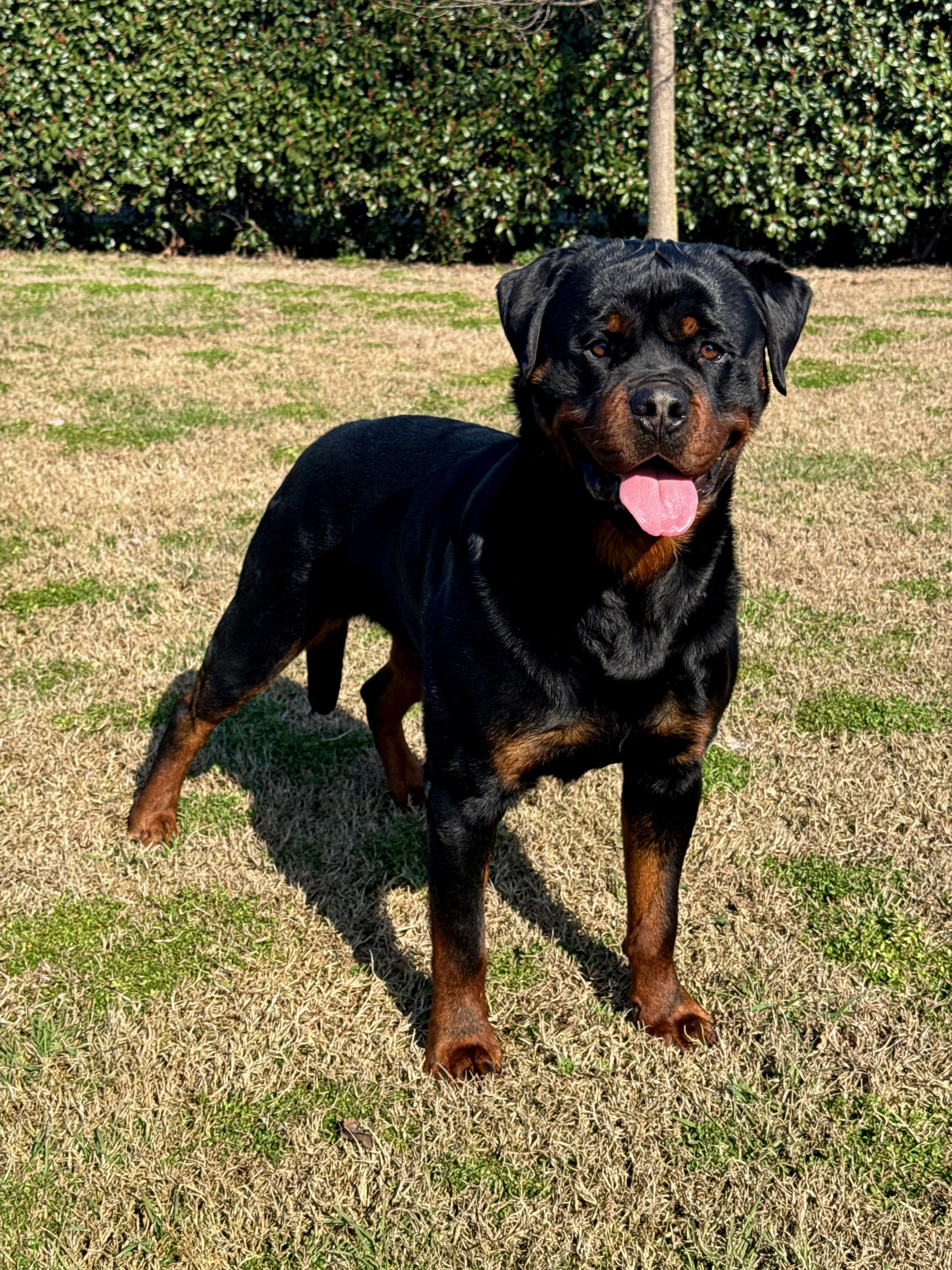 Maschio di Rottweiler