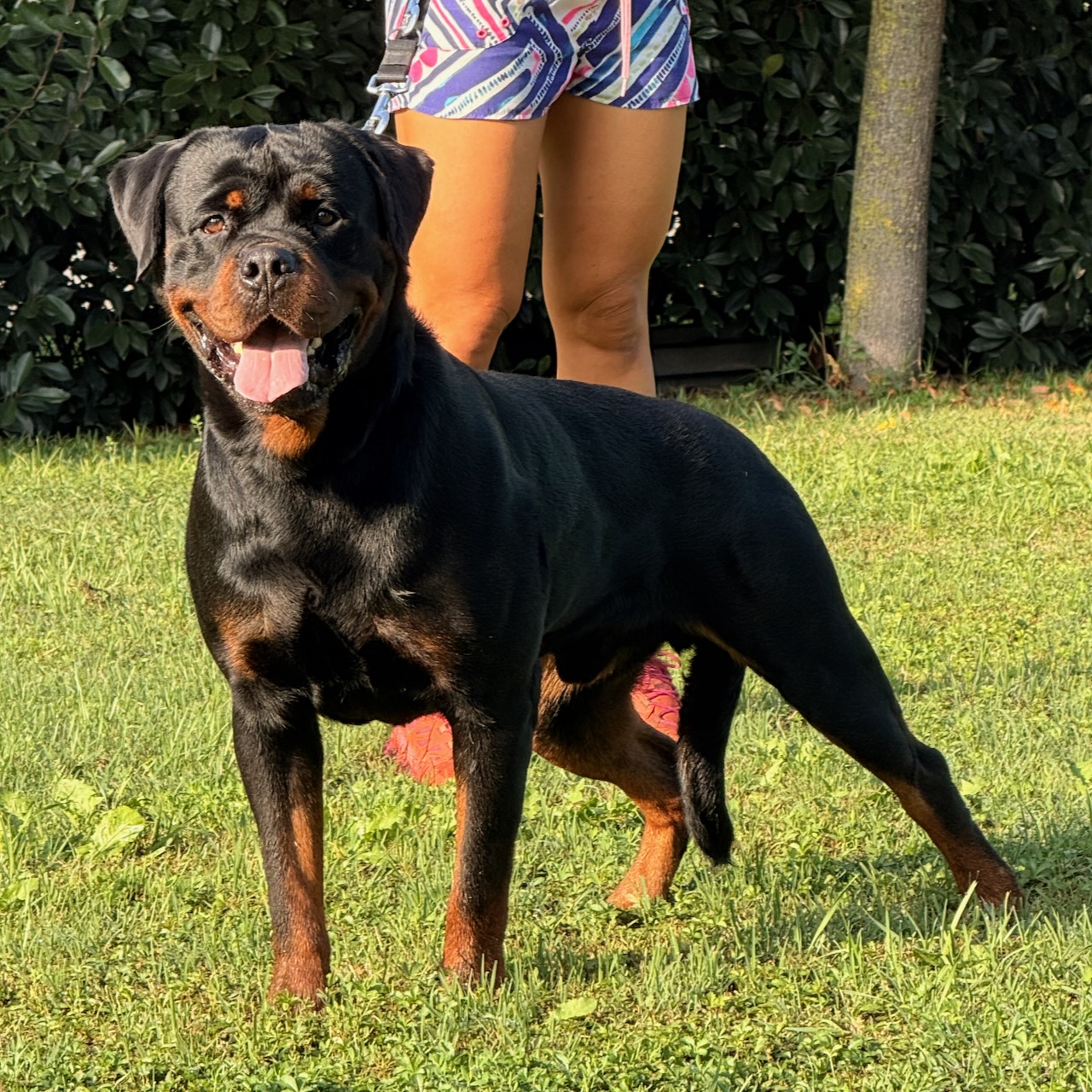 Maschio di Rottweiler